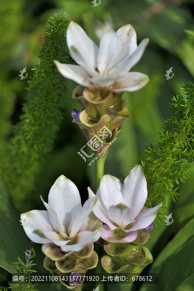 玉竹玉竹花