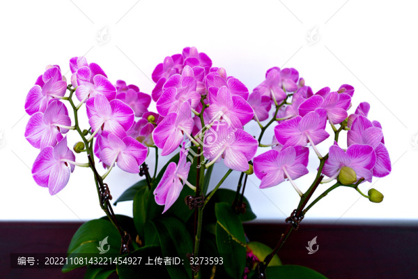 蝴蝶花的背面