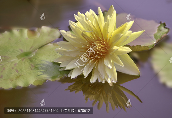 彩蓮出水