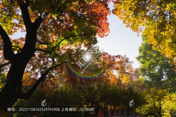 地壇公園秋天楓樹(shù)