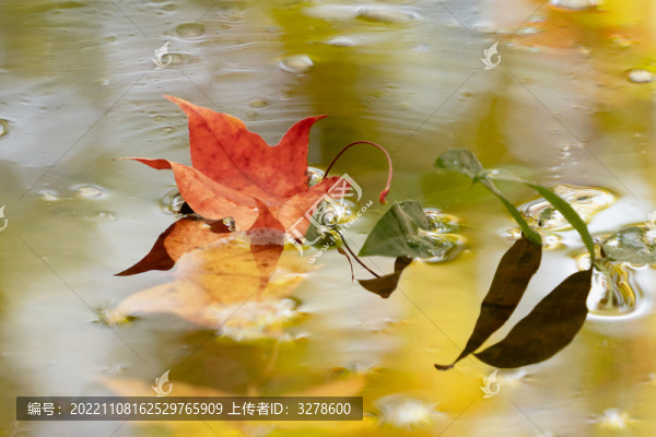 地壇公園水中落葉