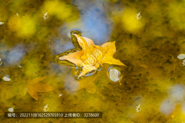 地壇公園水中落葉