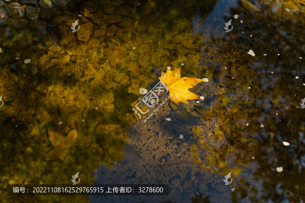 地壇公園水中落葉