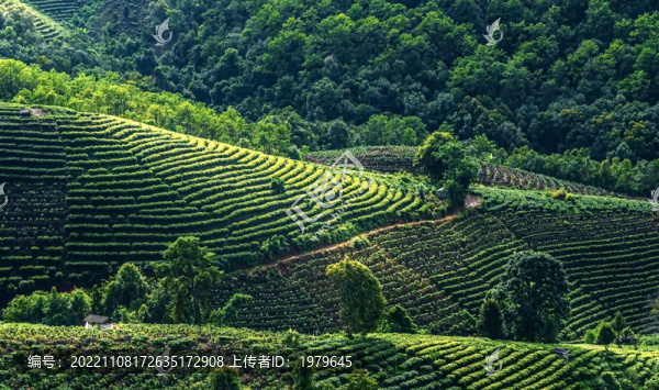 茶園景色