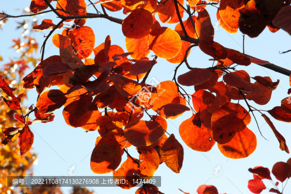 紅葉1