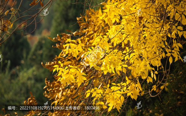 金黃樹葉