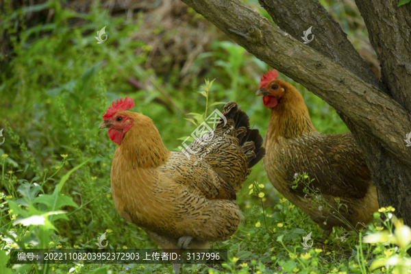 散養(yǎng)土雞