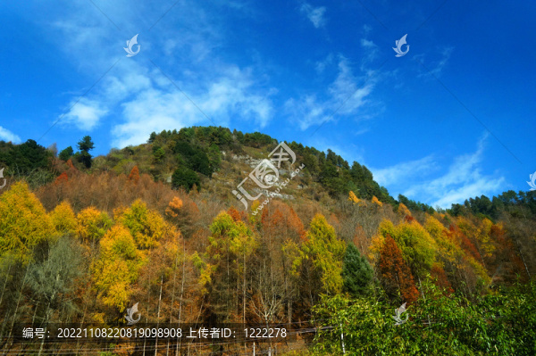 七彩樹林
