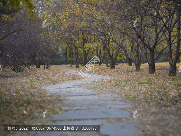 秋天落葉小樹林小路