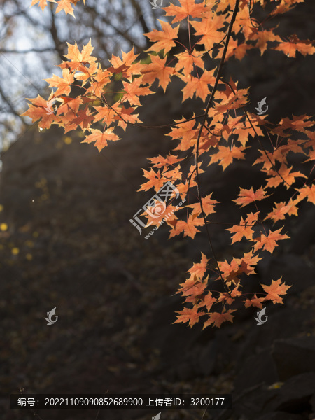 西山紅葉