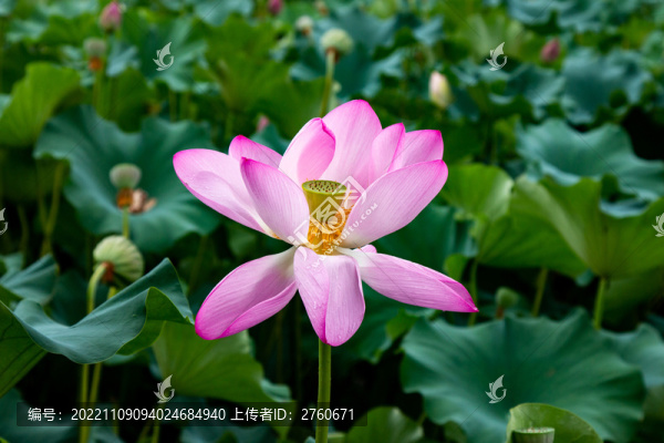 夏季盛開的荷花