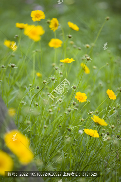 花卉