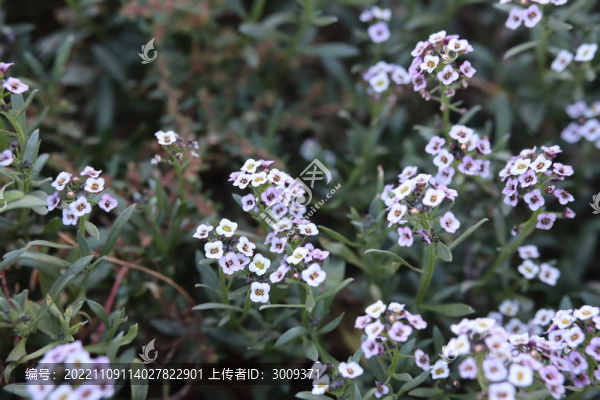 瑤芳盡