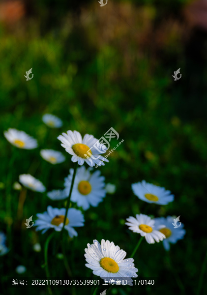 白晶菊花