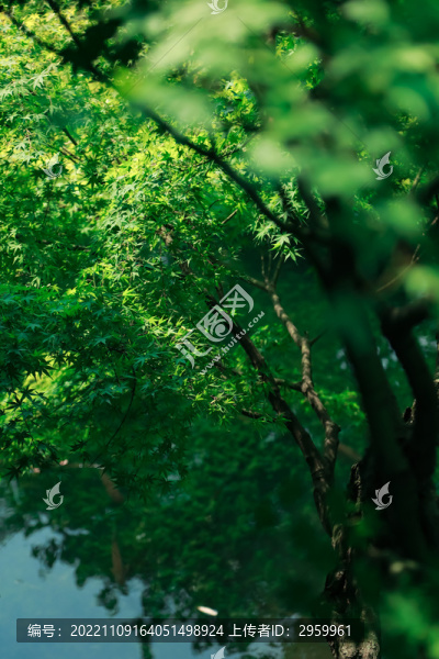 樹(shù)葉倒影