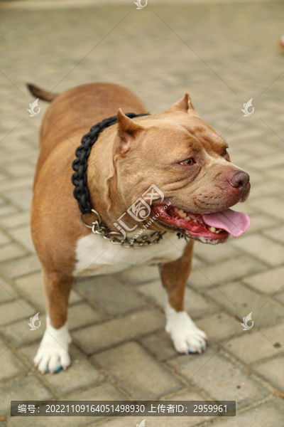 美國(guó)惡霸犬