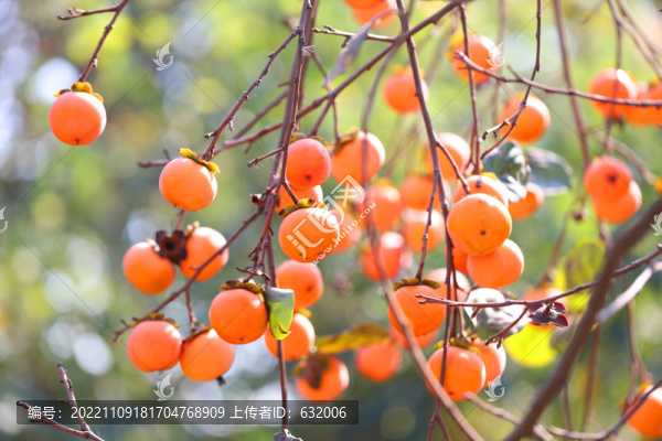 紅柿子