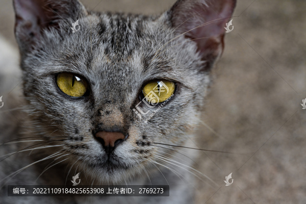 貓