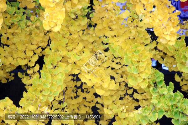 銀杏樹(shù)