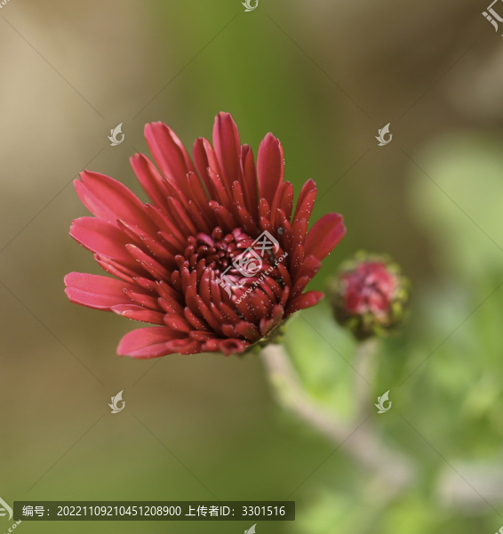 紅色秋菊