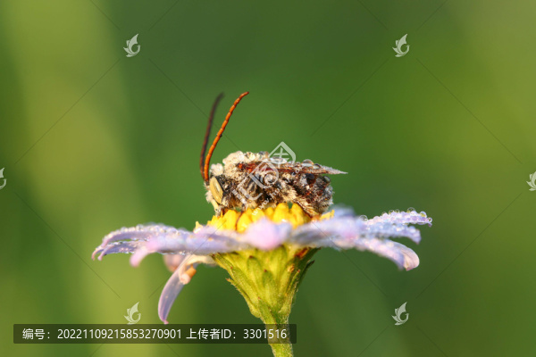 長角蜂