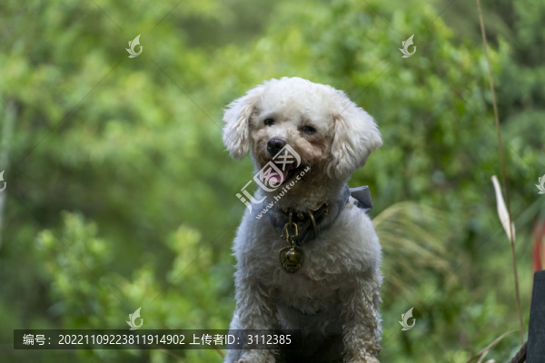 比熊