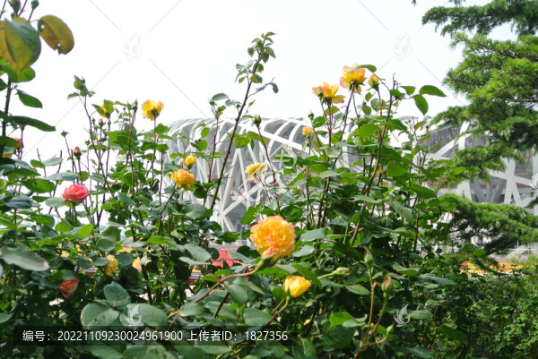 月季花