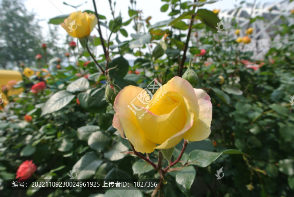 月季花