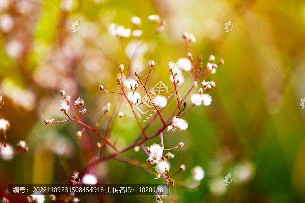 鉆葉紫菀