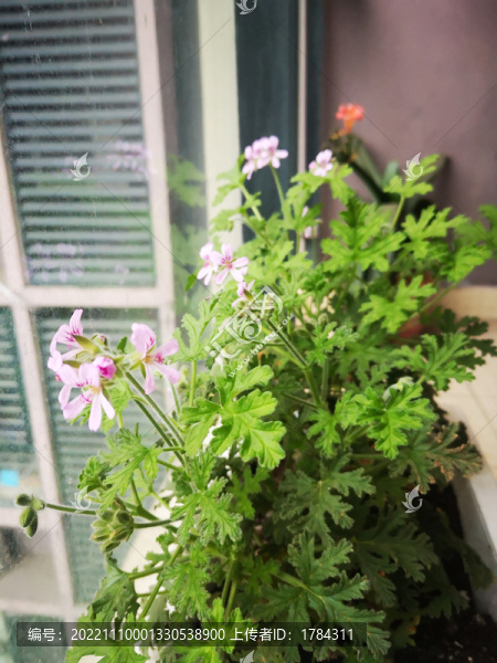 驅(qū)蚊草