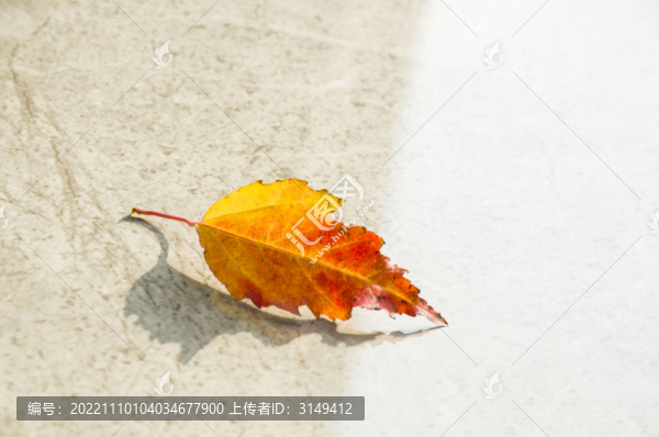 光照下的一片樹葉