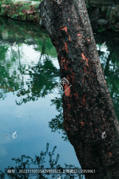樹(shù)干