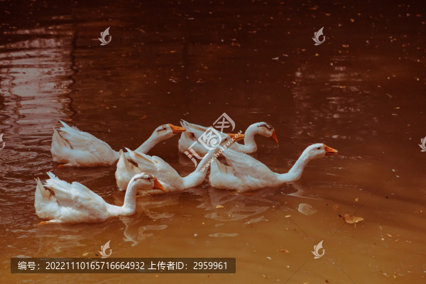 大白鵝