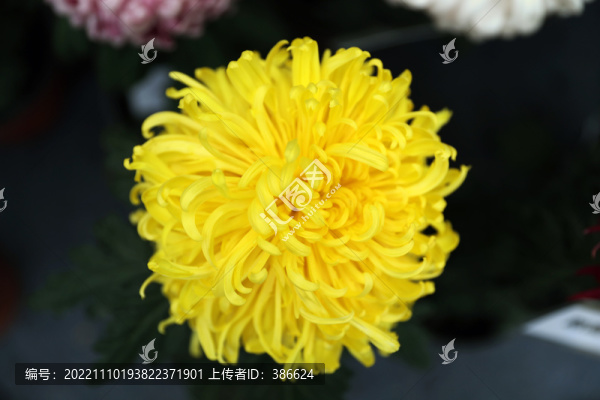 菊花