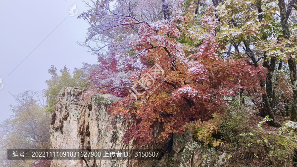 懸崖紅楓白雪伴