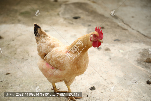 農村散養(yǎng)三黃雞