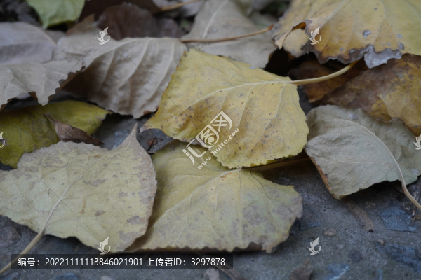 枯葉