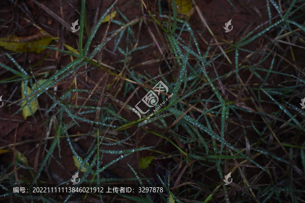 雜亂的晨草