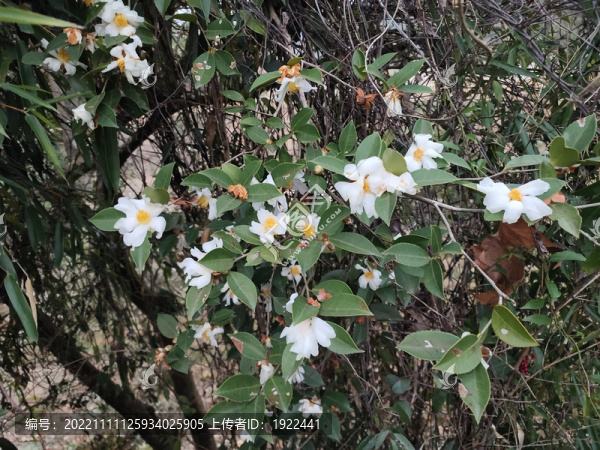 白色山茶花