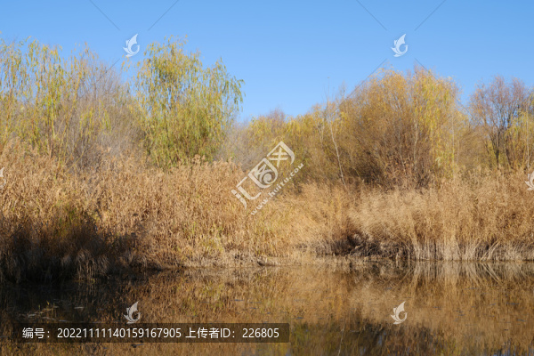 蘆葦