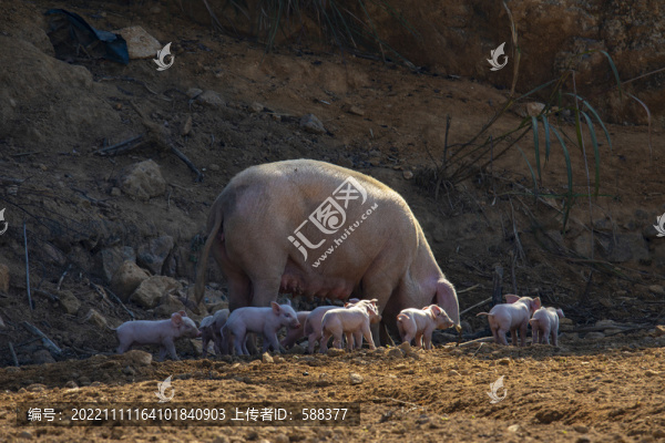 農(nóng)家高山散養(yǎng)有機生態(tài)土豬