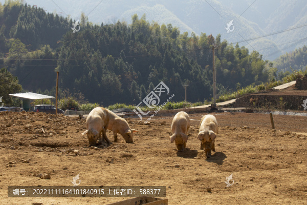 高山散養(yǎng)養(yǎng)殖生態(tài)土豬