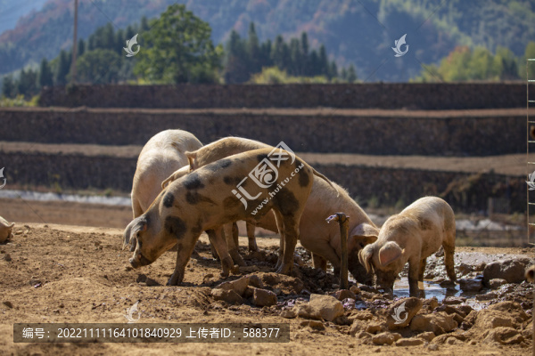 高山散養(yǎng)養(yǎng)殖生態(tài)土豬