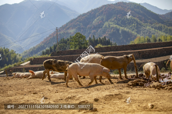 高山養(yǎng)殖農(nóng)家土豬