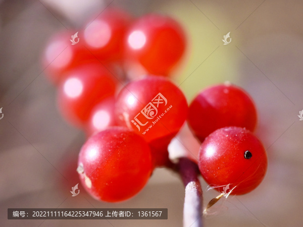 漿果