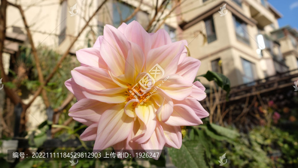 大麗花