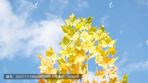 秋日樹葉與天空