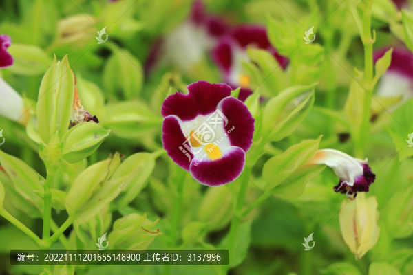 藍(lán)豬耳