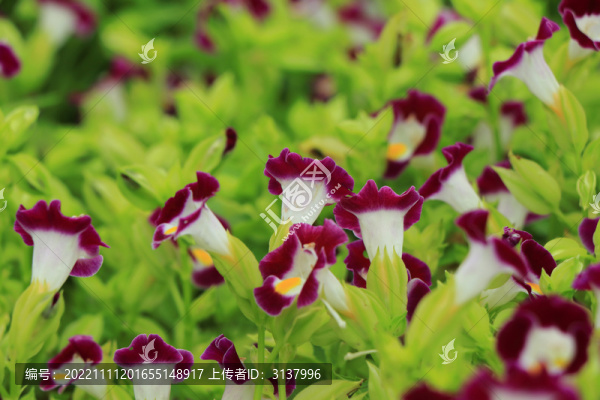 藍豬耳