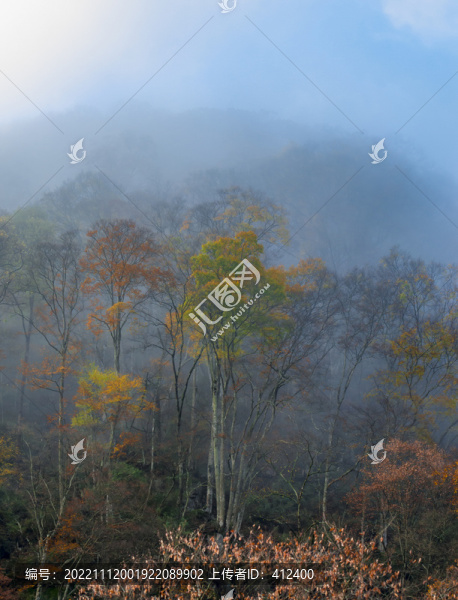 秋天樹林霧
